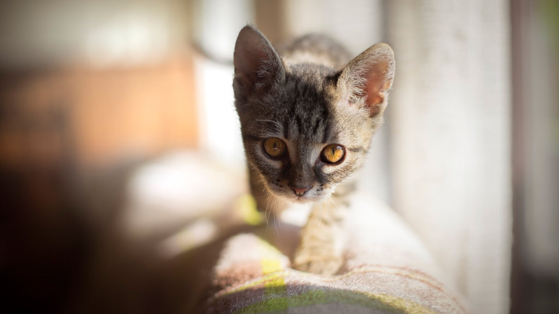 当篮球划出赛车线,火箭弹幕与巴林弯道上的唯一接管者