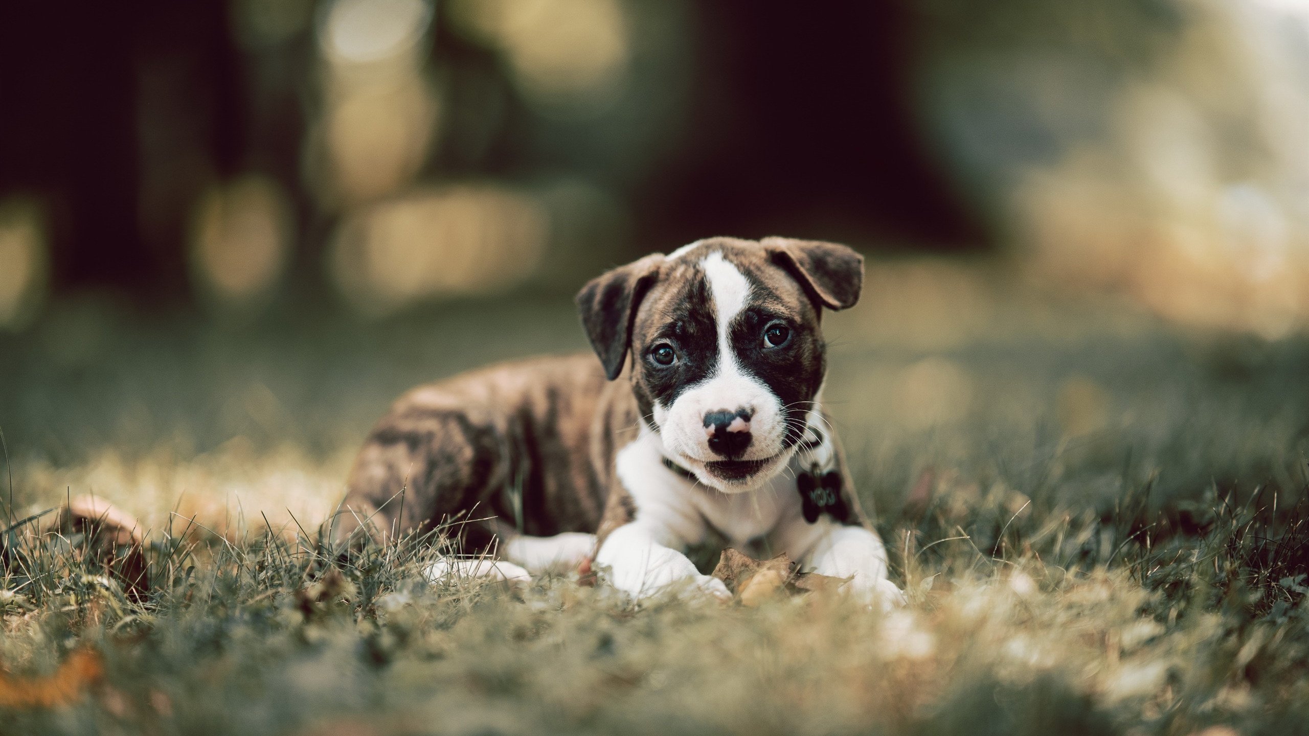 横扫与坚守，拜仁的残酷淘汰与梅西的永恒输出