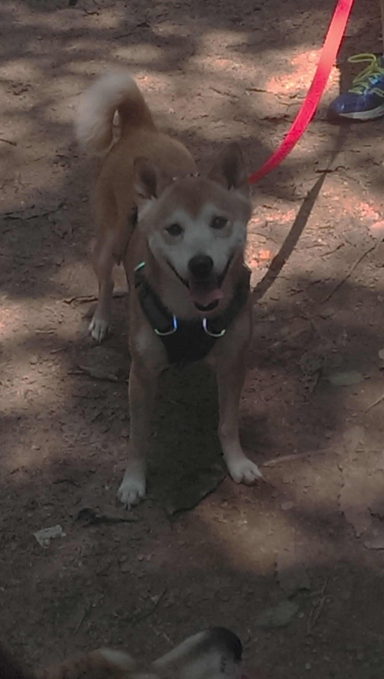 孤胆英雄布克独挑大梁,步行者逆转辽宁的奇迹之夜