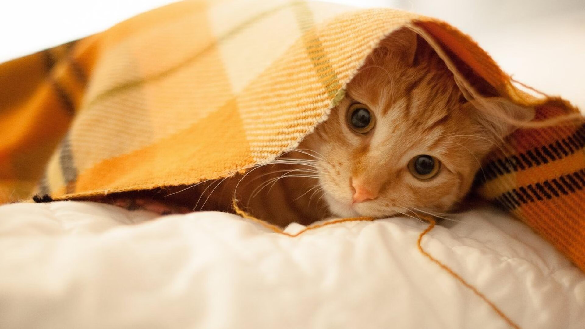 锡安天神下凡！森林狼轻松冲垮上海队